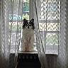 dog, puppy, small_dog, fluffy, long_hair, black_and_white, sitting, window, curtains, indoor, home, window_seat, portrait, pet, animal, face, ears, fur, backlit, patterned_curtains