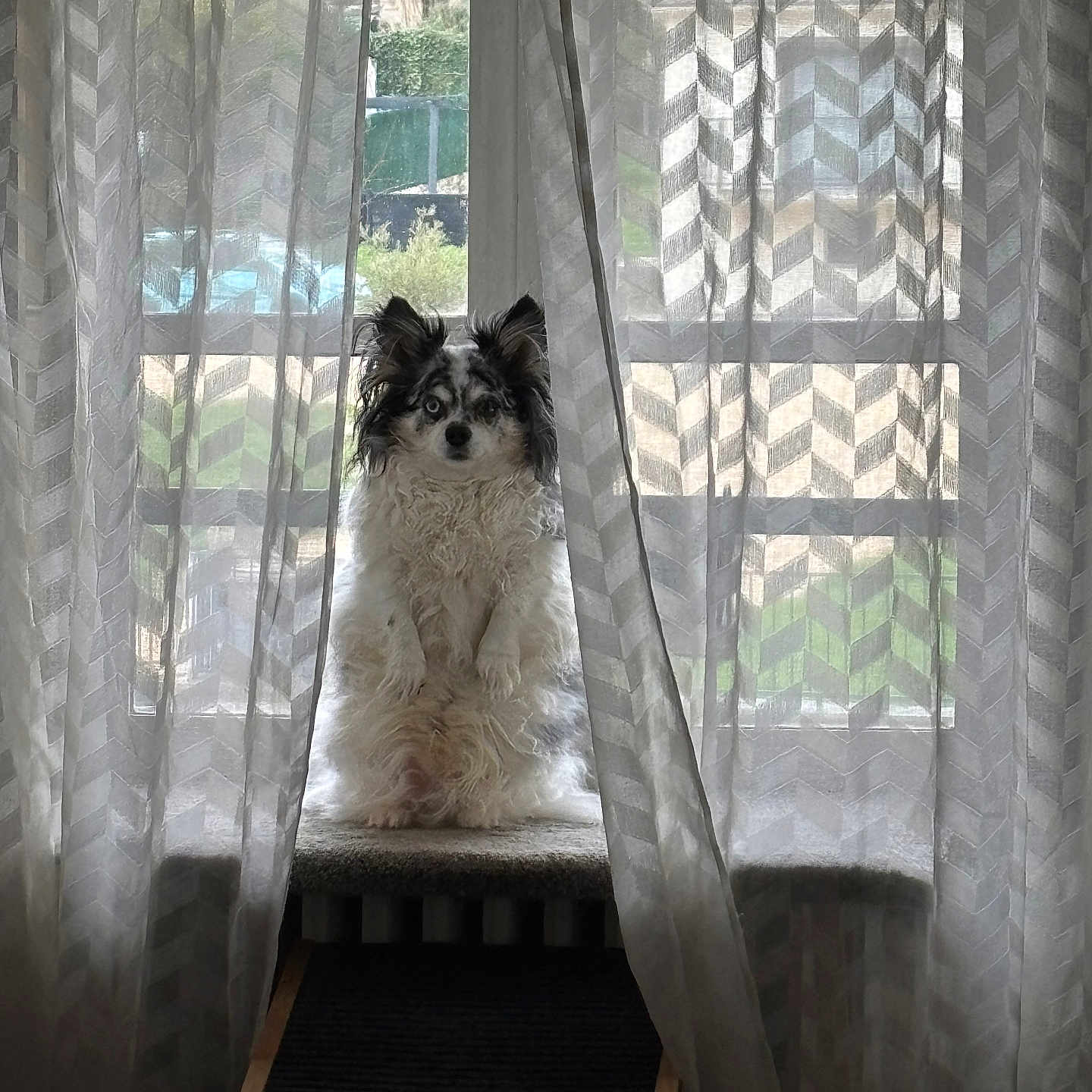 Onyx participe au concours pour gagner de l'argent avec cette photo : dog, puppy, small_dog, fluffy, long_hair, black_and_white, sitting, window, curtains, indoor, home, window_seat, portrait, pet, animal, face, ears, fur, backlit, patterned_curtains