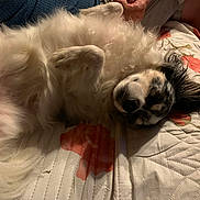 Onyx participe au concours pour gagner de l'argent avec cette photo : dog, pet, fluffy, white_fur, long_hair, sleeping, lying_down, belly_up, relaxed, indoor, bed, quilt, floral_pattern, bedroom, cozy, animal, portrait, black_and_white, paws, nap