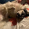 dog, pet, fluffy, white_fur, long_hair, sleeping, lying_down, belly_up, relaxed, indoor, bed, quilt, floral_pattern, bedroom, cozy, animal, portrait, black_and_white, paws, nap