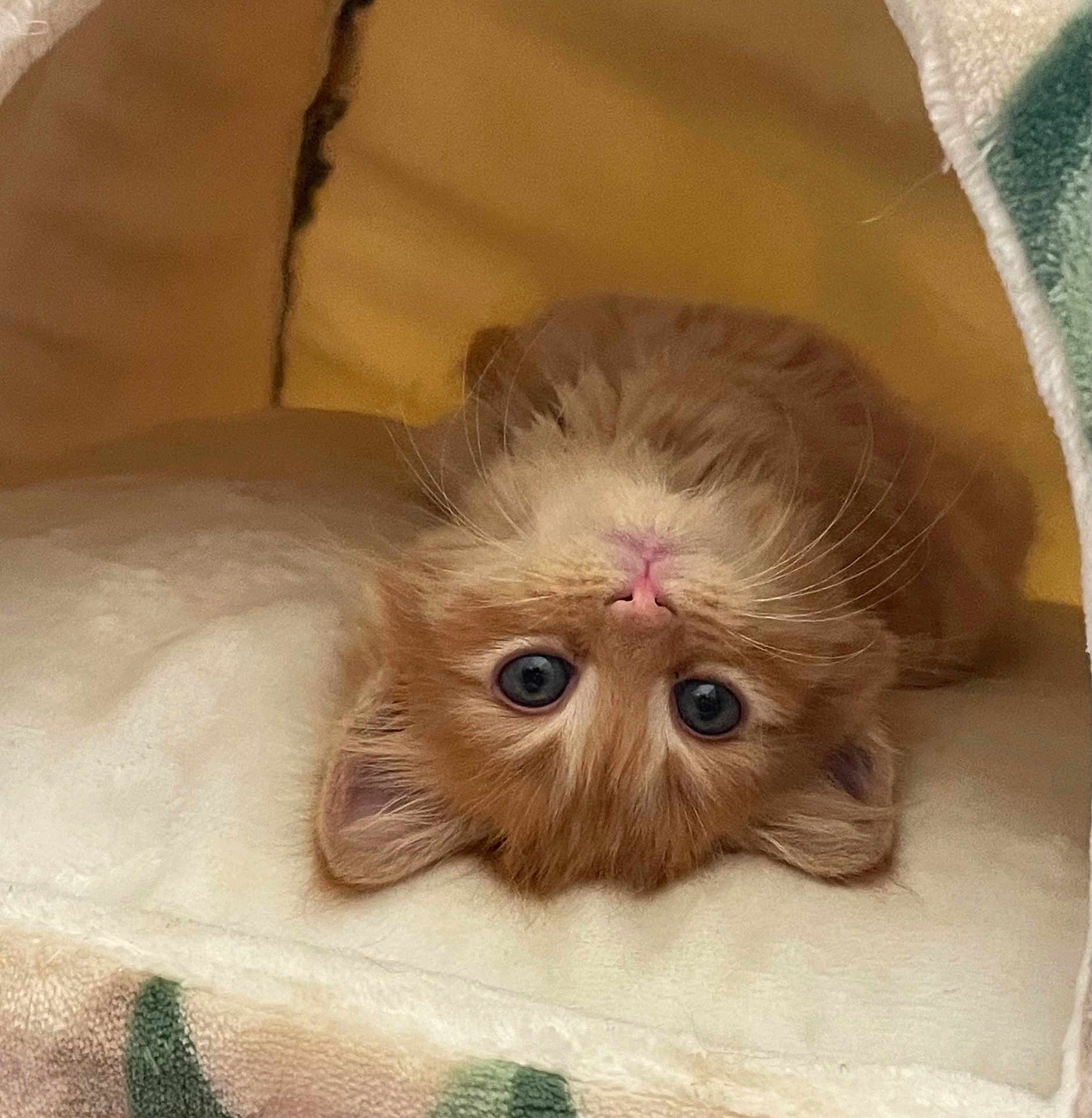 Nari-Blue is registered to the contest to win money with this photo: animal, blanket, blue_eyes, cat, closeup, cozy, cute, fur, indoor, kitten, nose, orange_cat, pet, playful, resting, soft, tunnel, upside_down, warm, whiskers