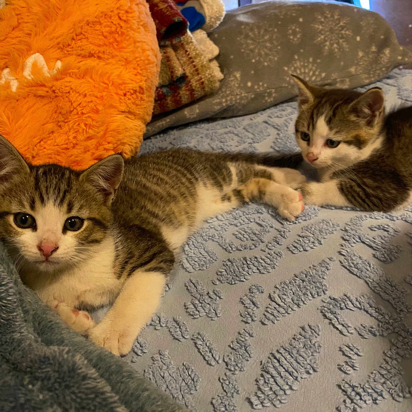 Teriyakincinnamoroll is registered to the contest to win money with this photo: abyssinian, animal, architecture, bed, bedroom, blanket, building, cat, chair, couch, cushion, furniture, homedecor, indoors, kitten, livingroom, manx, pet, quilt, room