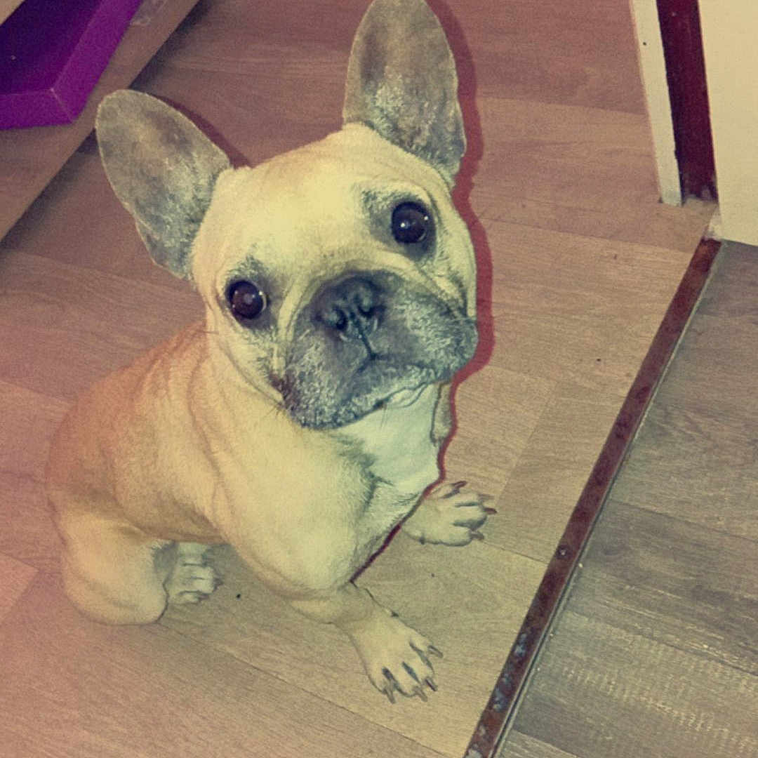 Zarko participe au concours pour gagner de l'argent avec cette photo : animal, boxer, bulldog, canine, dog, frenchbulldog, indoors, interiordesign, person, pet, pitbull, plywood, puppy, sleeping, whitedog, wood