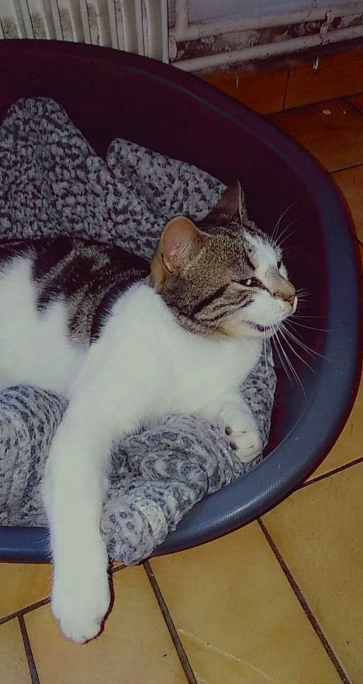 Filou participe au concours pour gagner de l'argent avec cette photo : carnivore, cat, cat_supply, claw, comfort, domestic_short_haired_cat, felidae, flooring, fur, paw, pet_supply, sitting, small_to_medium_sized_cats, tail, whiskers