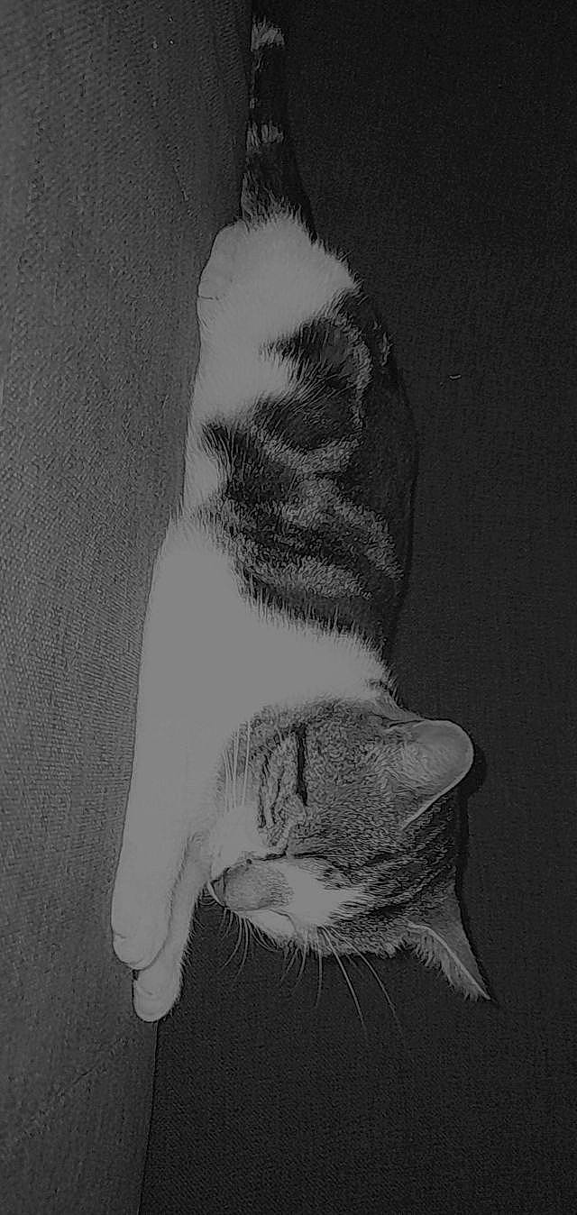 Filou a rejoint le concours — aidez-le/la à gagner de superbes lots ! art, carnivore, cat, domestic_short_haired_cat, felidae, foot, fur, gesture, human_body, human_leg, jaw, leg, monochrome, monochrome_photography, paw, small_to_medium_sized_cats, snout, tail, whiskers, window