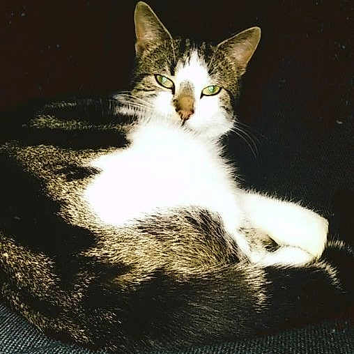 Filou
