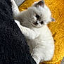 animal, black_fabric, cat, clawing, cozy, cute, domestic, fluffy, indoor, kitten, pet, pillow, playful, relaxing, small, soft_texture, whiskers, white_fur, yellow_pillow, young