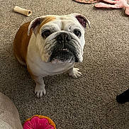 Lola is registered to the contest to win money with this photo: animal, bone_toy, brown_and_white, bulldog, canine, carpet, companion, curious, cute, dog, domestic, donut_toy, floor, furniture, indoor, looking_up, pet, playful, sitting, toy