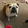 animal, bone_toy, brown_and_white, bulldog, canine, carpet, companion, curious, cute, dog, domestic, donut_toy, floor, furniture, indoor, looking_up, pet, playful, sitting, toy