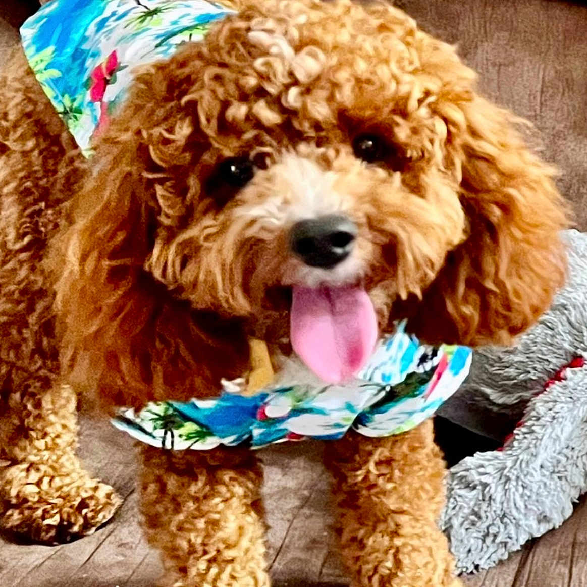 Bentley joined the competition — help win amazing prizes! animal, bodypart, canine, chair, clothing, cockerspaniel, couch, cushion, dog, furniture, hat, head, homedecor, mouth, person, pet, poodle, puppy, terrier, whitedog