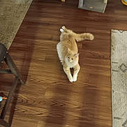 Leo is registered to the contest to win money with this photo: cat, orange_cat, white_paws, wooden_floor, indoor, pet, feline, relaxed, stretching, chair_leg, carpet, scratching_post, fur, animal, domestic, cute, whiskers, tail, flooring, home