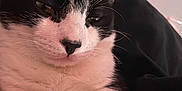 Khalil joined the competition — help win amazing prizes! cat, black_and_white, close_up, whiskers, fur, pet, animal, relaxed, sleepy, indoor, cozy, comfort, face, ears, paw, nose, feline, portrait, resting, cute