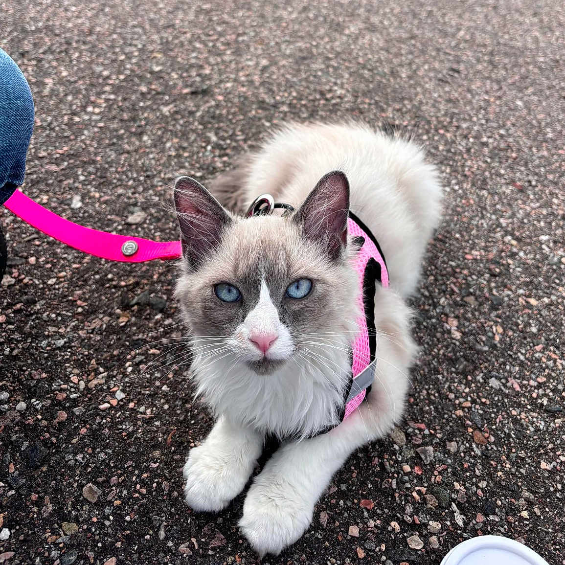 Isabella Reilly joined the competition — help win amazing prizes! accessories, animal, cat, city, clothing, face, footwear, head, kitten, leash, manx, person, pet, photography, portrait, road, siamese, soil, strap, tarmac