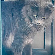 Salem is registered to the contest to win money with this photo: cat, gray, fluffy, pet, animal, whiskers, door, indoor, fur, yellow_eyes, close_up, looking_down, mammal, portrait, feline, curious, domestic, standing, quiet, soft_light