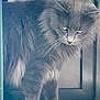 cat, gray, fluffy, pet, animal, whiskers, door, indoor, fur, yellow_eyes, close_up, looking_down, mammal, portrait, feline, curious, domestic, standing, quiet, soft_light