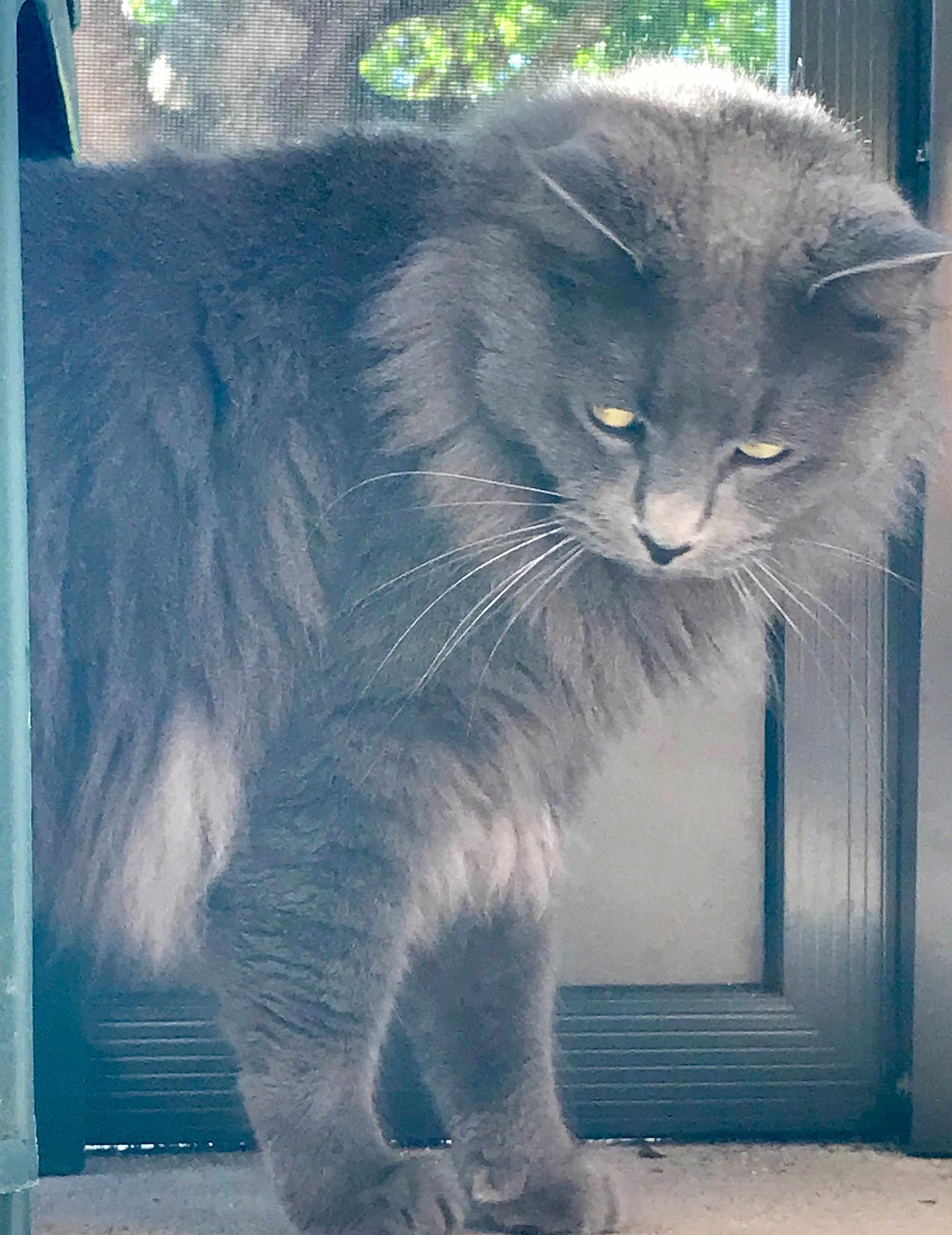 Salem