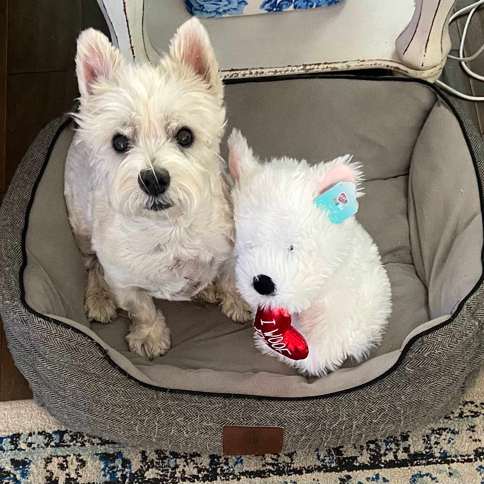 Gracie joined the competition — help win amazing prizes! animal, canine, dog, dogbed, pet