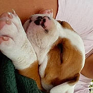 Tïka a rejoint le concours — aidez-le/la à gagner de superbes lots ! puppy, sleeping, dog, blanket, cozy, rest, closeup, animal, young, cute, fur, paw, outdoor, person, arm, relaxing, nature, pet, young_dog, peaceful