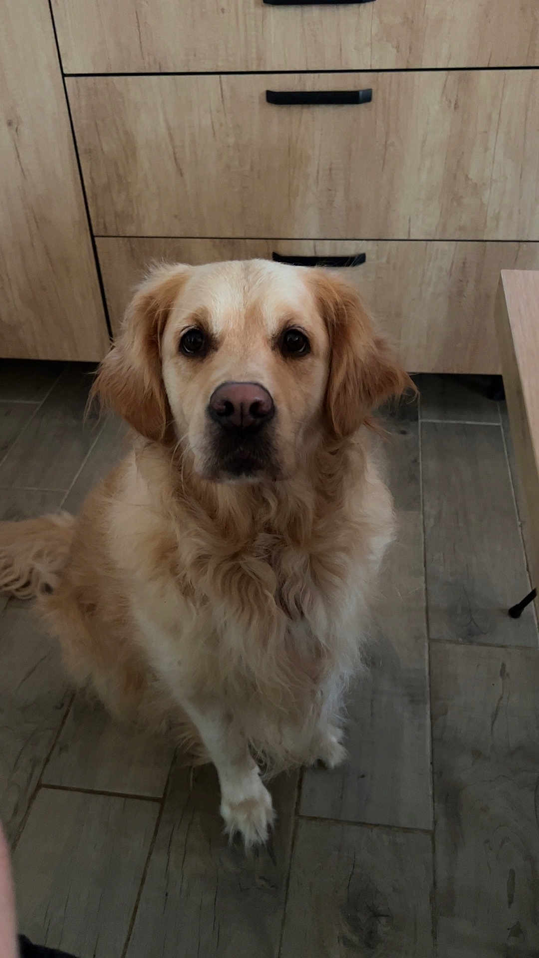 Lya a rejoint le concours — aidez-le/la à gagner de superbes lots ! dog, golden_retriever, pet, animal, indoor, floor, wooden_cabinet, tile_floor, fur, face, ears, eyes, nose, tail, sitting, domestic, companion, canine, portrait, looking