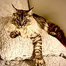 Tobias is registered to the contest to win money with this photo: cat, long_hair, tabby, paw, blanket, texture, indoor, feline, relaxed, stretching, resting, fur, whiskers, ears, eyes, portrait, cozy, warm_tone, soft, couch