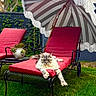 cat, outdoor, lounge_chair, red_cushion, striped_umbrella, fringe, green_grass, succulent_plant, potted_plant, relaxation, sunshade, furniture, leisure, pet, fluffy_cat, garden, daylight, metal_frame, nature, summer