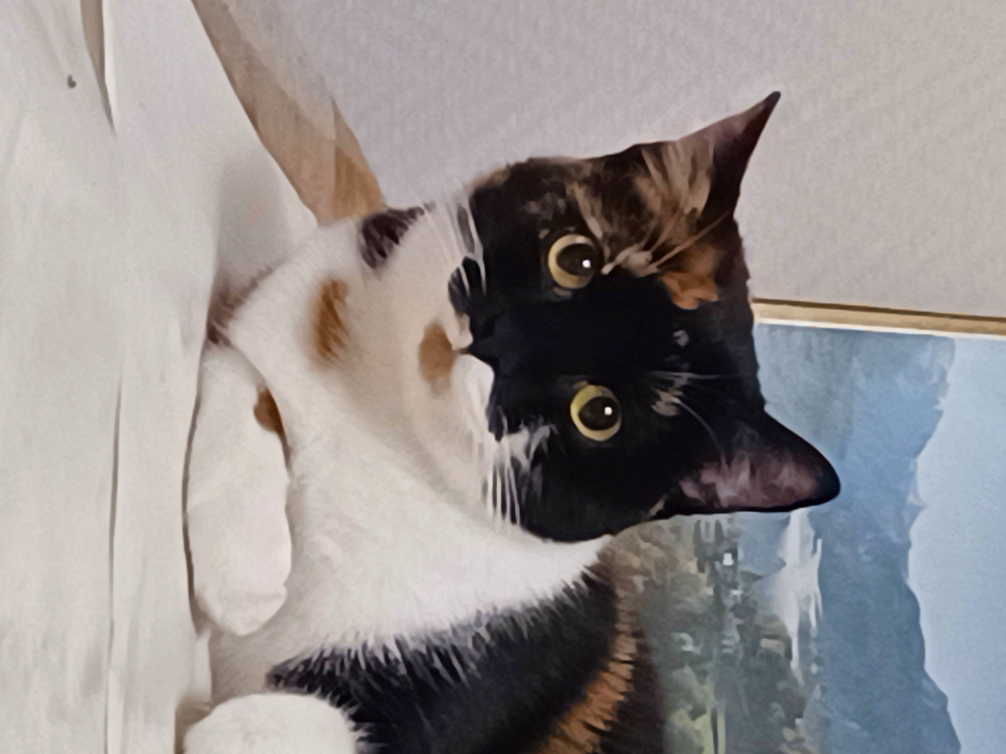 Rockette a rejoint le concours — aidez-le/la à gagner de superbes lots ! black_cat, carnivore, cat, collar, domestic_short_haired_cat, ear, eye, felidae, fur, paw, plant, small_to_medium_sized_cats, snout, tail, terrestrial_animal, whiskers, window