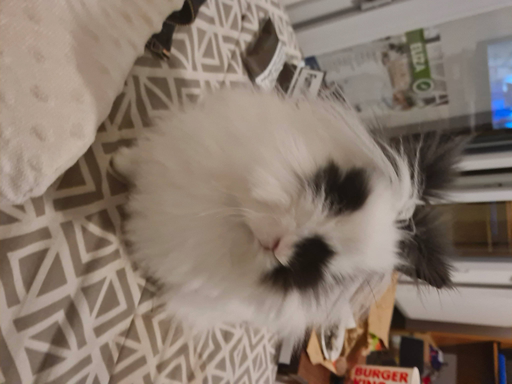 Mila participe au concours pour gagner de l'argent avec cette photo : canidae, carnivore, cat, companion_dog, dog_breed, domestic_rabbit, fawn, felidae, fur, natural_material, plant, rabbits_and_hares, small_to_medium_sized_cats, snout, tail, television, whiskers