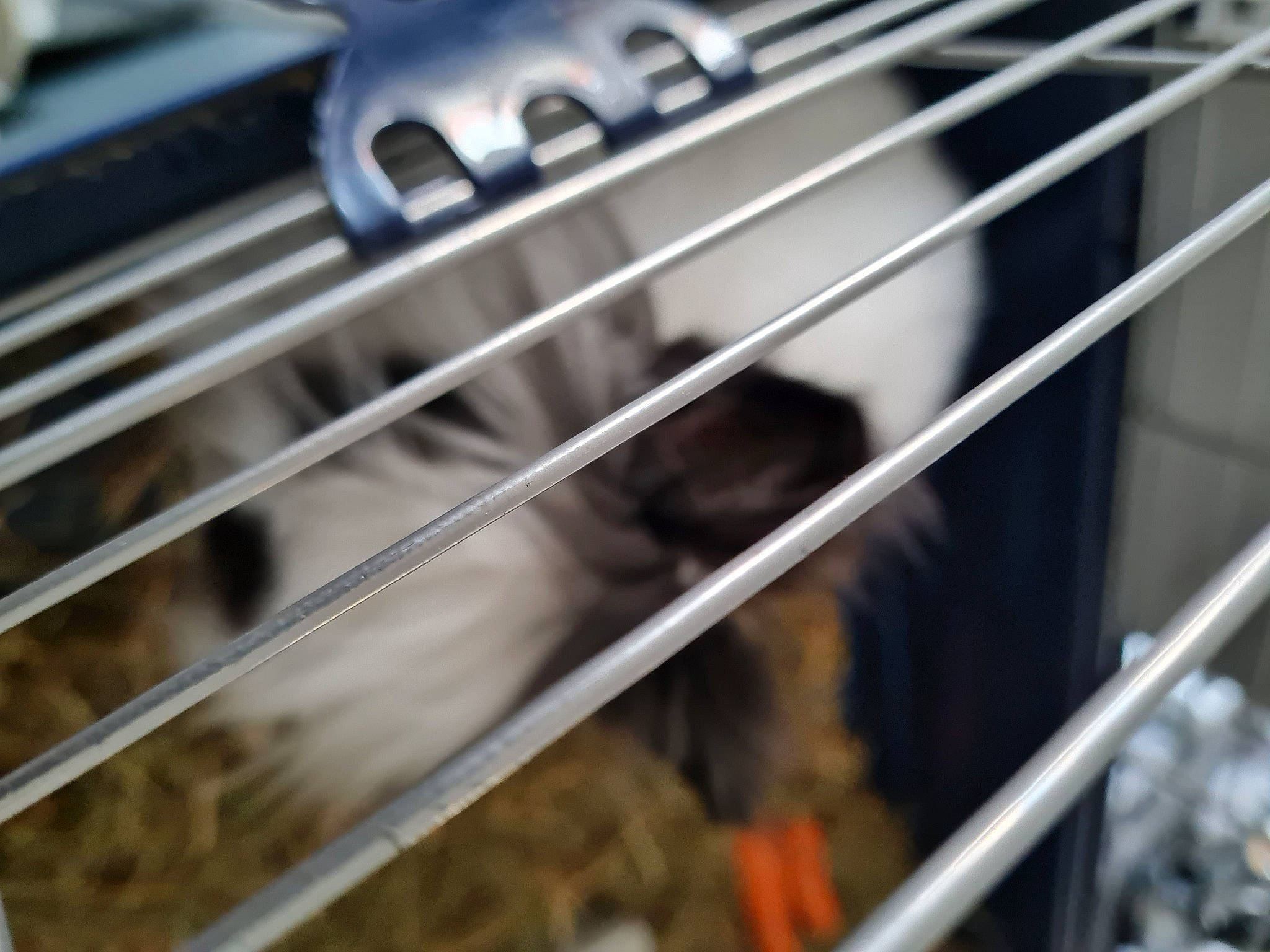 Mila a rejoint le concours — aidez-le/la à gagner de superbes lots ! animal_shelter, cage, folk_instrument, fur, guitar_accessory, line, mesh, metal, muroidea, musical_instrument, musical_instrument_accessory, pet_supply, plucked_string_instruments, rodent, steel, string_instrument, string_instrument_accessory, whiskers, white