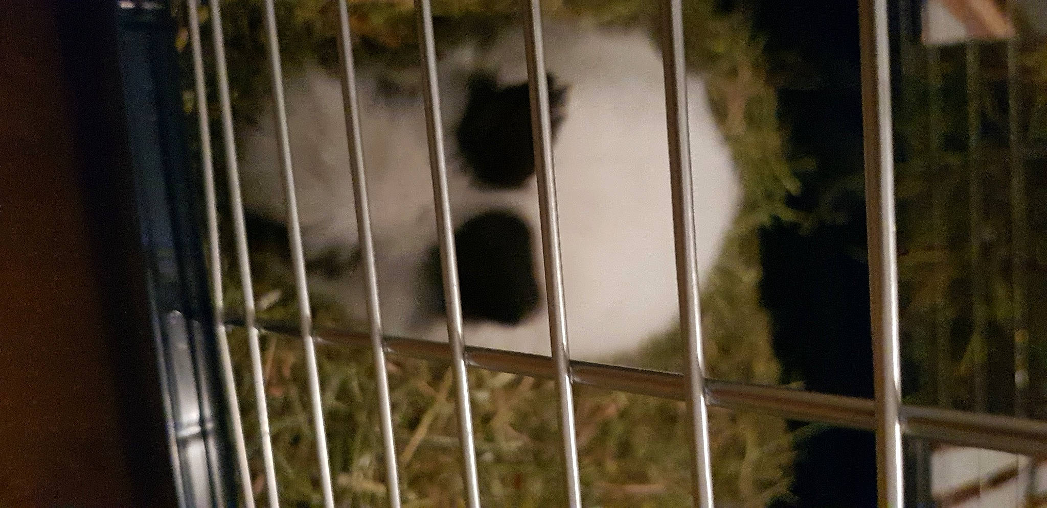 Mila a rejoint le concours — aidez-le/la à gagner de superbes lots ! animal_shelter, cage, carnivore, cat, fawn, felidae, fence, fur, mammal, mesh, metal, pet_supply, service, small_to_medium_sized_cats, snout, terrestrial_animal, vertebrate, whiskers, wildlife, wood