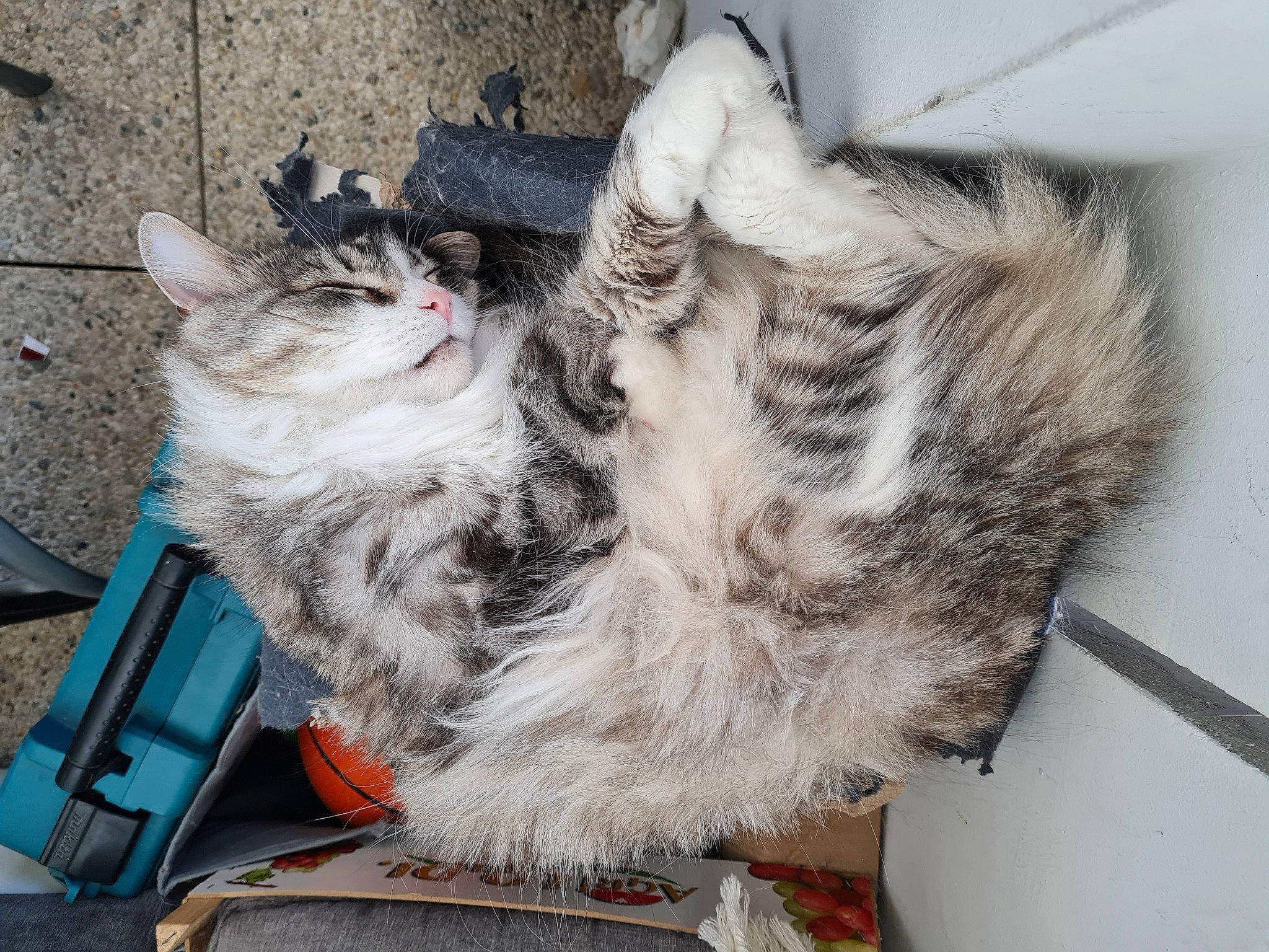 Minimax a rejoint le concours — aidez-le/la à gagner de superbes lots ! carnivore, cat, claw, comfort, domestic_short_haired_cat, door, felidae, fur, grey, paw, small_to_medium_sized_cats, snout, tail, vehicle, whiskers, window