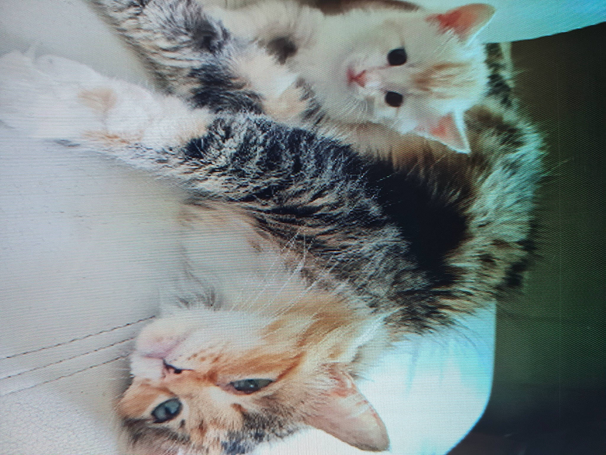 Moky a rejoint le concours — aidez-le/la à gagner de superbes lots ! carnivore, cat, claw, comfort, companion_dog, domestic_short_haired_cat, ear, fawn, felidae, foot, fur, nap, nose, paw, photography, small_to_medium_sized_cats, snout, tail, toe, whiskers