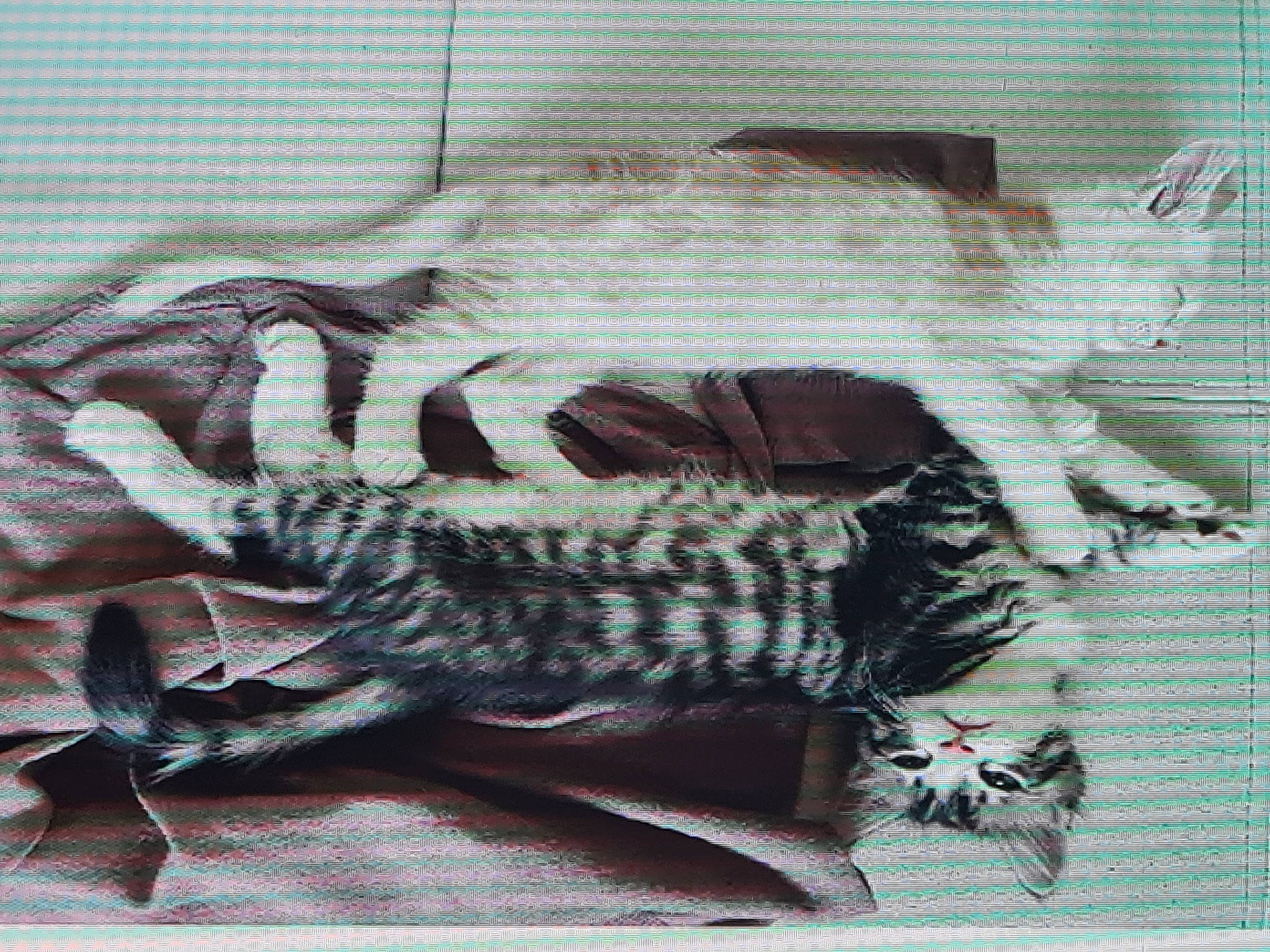 Moky participe au concours pour gagner de l'argent avec cette photo : carnivore, cat, claw, creative_arts, domestic_short_haired_cat, felidae, fur, knitting, linens, pattern, reptile, small_to_medium_sized_cats, tail, terrestrial_animal, textile, thread, whiskers, wool, woolen, woven_fabric