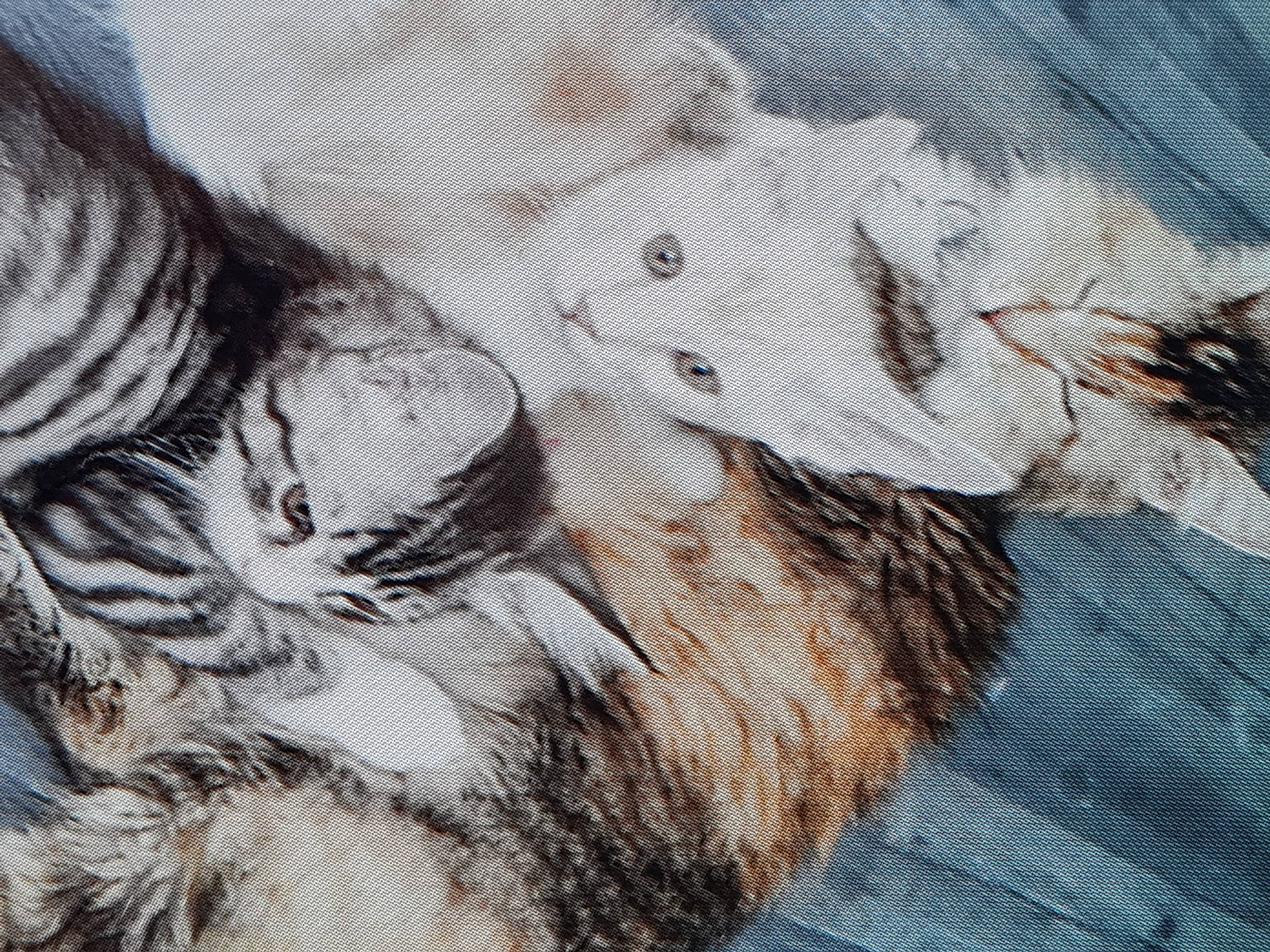 Moky a rejoint le concours — aidez-le/la à gagner de superbes lots ! art, big_cats, carnivore, close_up, feather, felidae, fur, grey, painting, pattern, paw, small_to_medium_sized_cats, snout, tail, terrestrial_animal, textile, visual_arts, whiskers, wildlife, wood