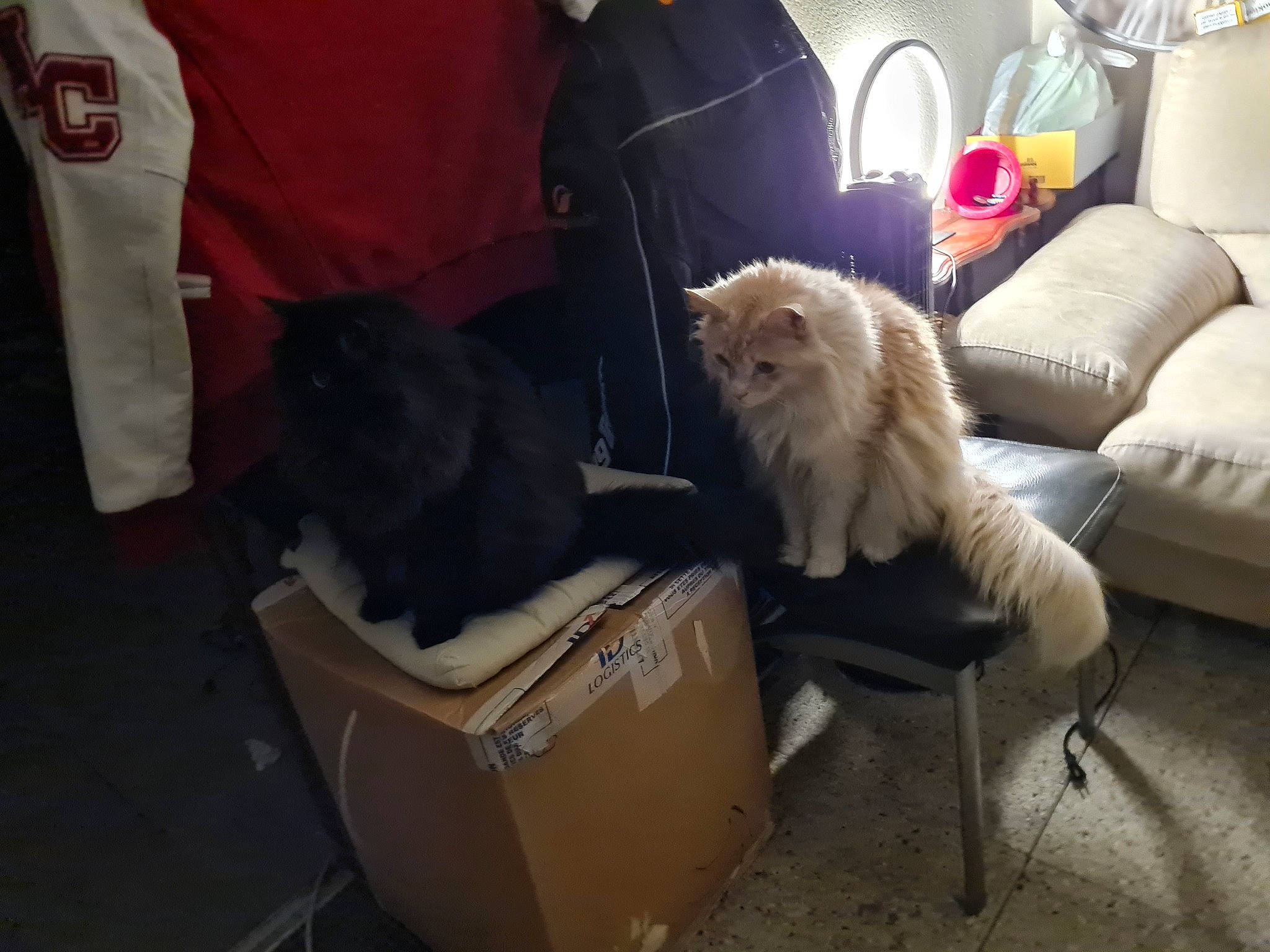 Maxou participe au concours pour gagner de l'argent avec cette photo : canidae, carnivore, chair, comfort, companion_dog, couch, dog, dog_breed, fawn, felidae, fur, german_spitz, lamp, picture_frame, sitting, small_to_medium_sized_cats, sporting_group, studio_couch, toy_dog, volpino_italiano