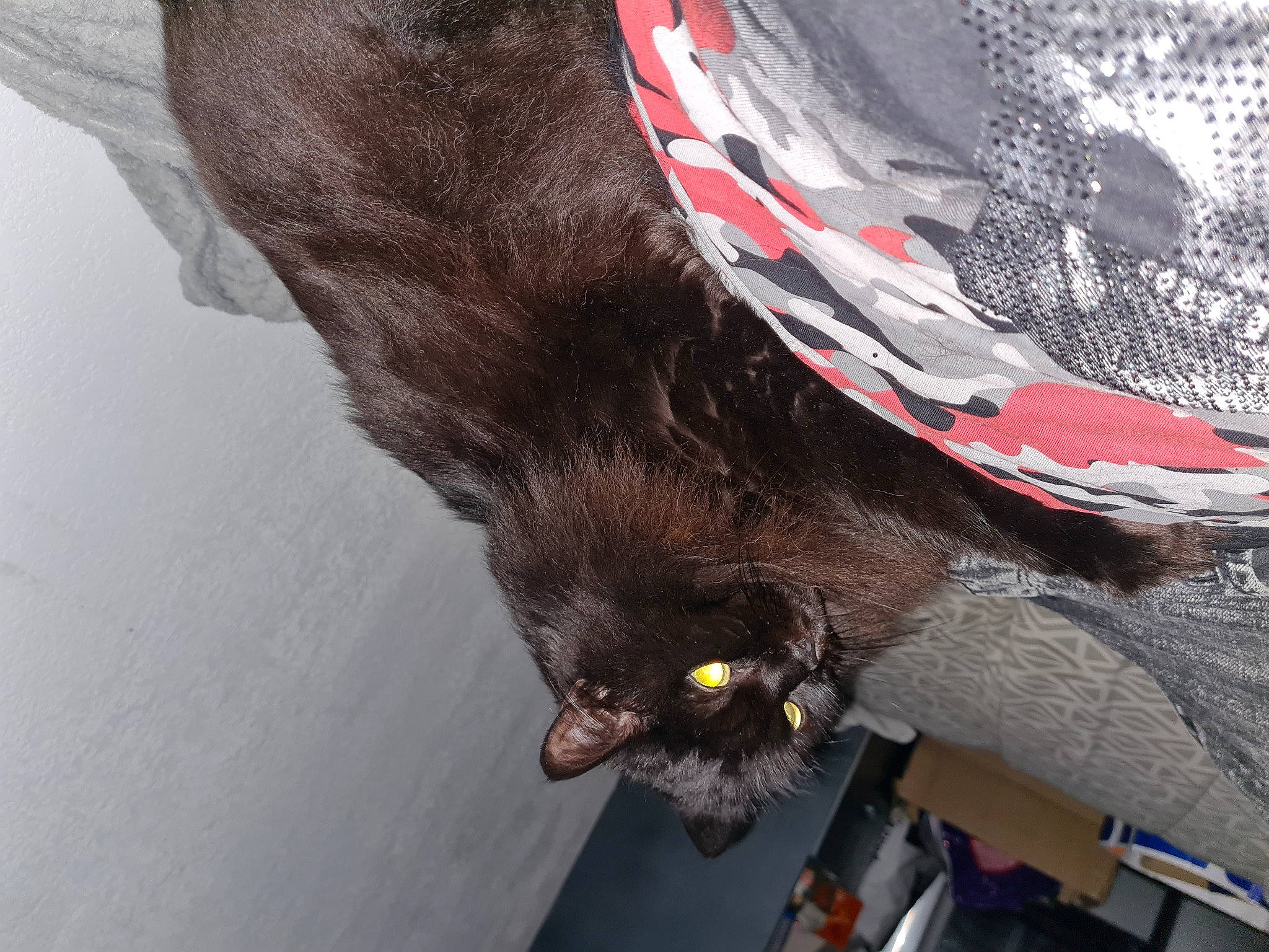 Maxou participe au concours pour gagner de l'argent avec cette photo : black_cat, canidae, carmine, carnivore, cat, claw, dog_breed, feather, felidae, foot, fur, gesture, glove, human_leg, small_to_medium_sized_cats, snout, sporting_group, tail, whiskers, wing