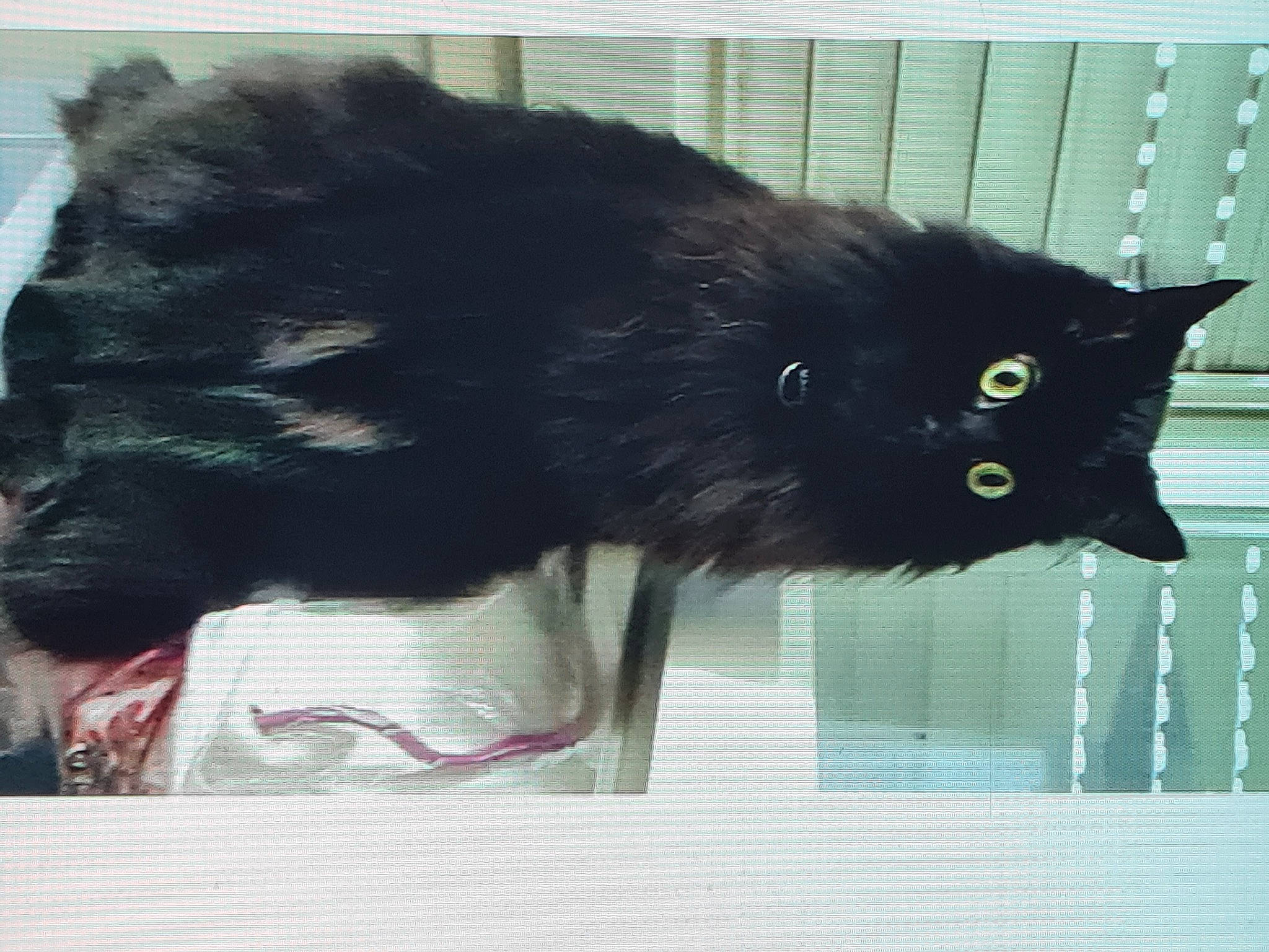 Maxou participe au concours pour gagner de l'argent avec cette photo : black_cat, bombay, carnivore, cat, claw, domestic_short_haired_cat, felidae, fur, organism, rectangle, small_to_medium_sized_cats, snout, tail, terrestrial_animal, whiskers, window