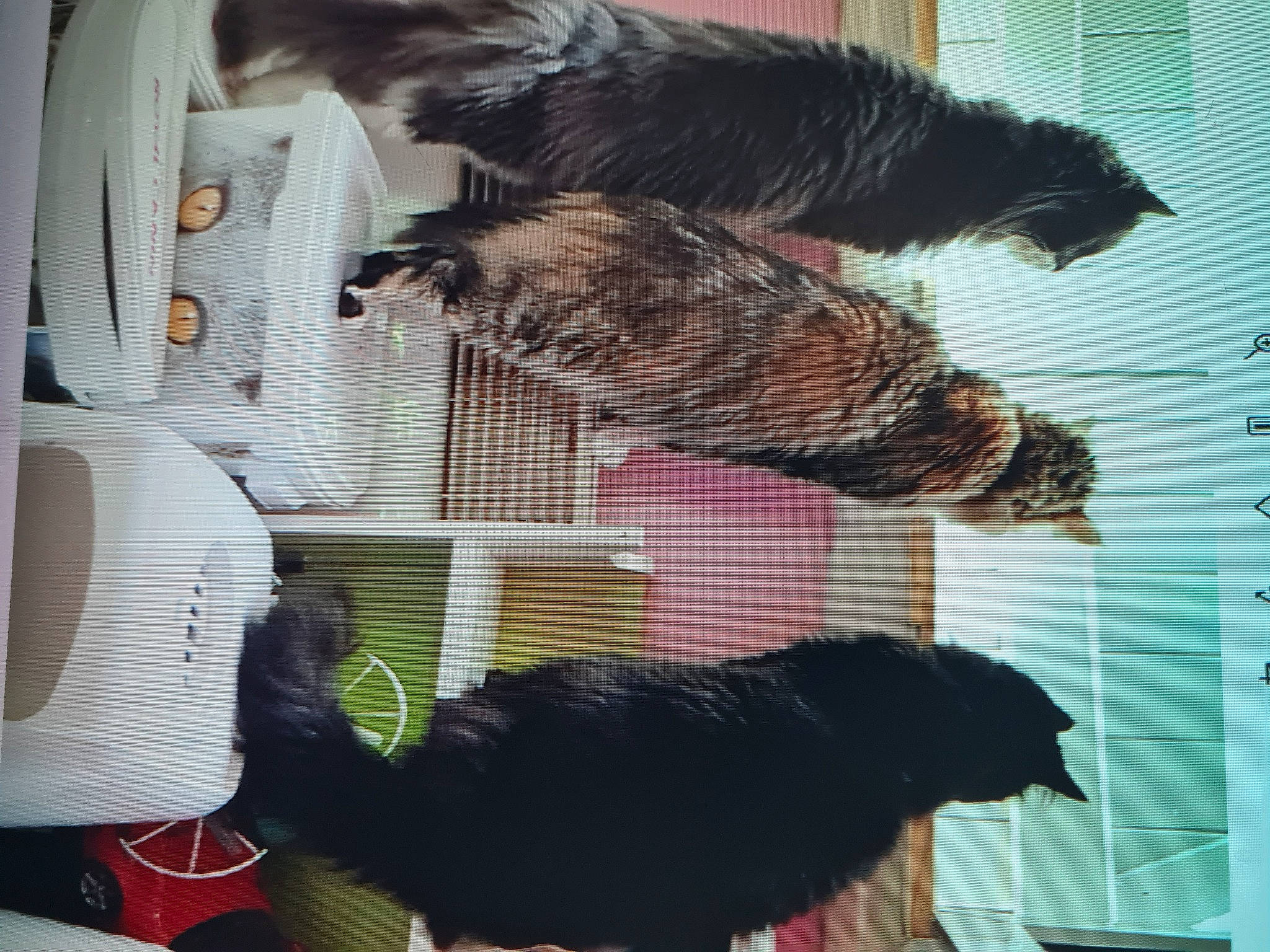 Maxou a rejoint le concours — aidez-le/la à gagner de superbes lots ! canidae, carnivore, cat, comfort, companion_dog, dog_breed, felidae, fur, mammal, natural_material, room, small_to_medium_sized_cats, sporting_group, tail, textile, vertebrate, whiskers