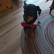 Nelson a rejoint le concours — aidez-le/la à gagner de superbes lots ! black_and_tan, bow_tie, chair_leg, cozy, dog, furniture, hardwood_floor, holiday_decor, home_interior, indoor, looking_down, paws, pet_costume, portrait, red_bow, round_rug, rug, sitting, small_dog, wooden_cabinet