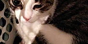 King is registered to the contest to win money with this photo: cat, indoor, laundry_basket, shadow, white, gray, striped, relaxed, pet, animal, fur, close_up, cozy, soft_light, resting, whiskers, ears, paw, face, domestic_cat