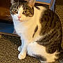 King is registered to the contest to win money with this photo: cat, tabby, white_fur, sitting, indoor, carpet, box, curious, pet, feline, animal, whiskers, ears, eyes, floor, household, domestic, looking, cute, fur