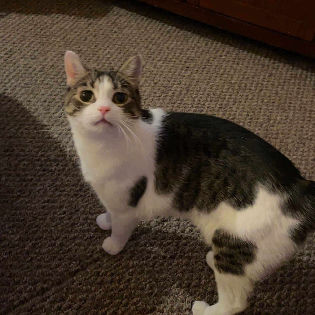 King joined the competition — help win amazing prizes! animal, cabinet, carpet, cat, christmas, curious, ears, feline, fur, holiday, home, indoor, looking_up, paws, pet, stocking, striped, tabby, whiskers, white