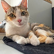 Tess participe au concours pour gagner de l'argent avec cette photo : cat, kitten, calico_cat, pet, close_up, portrait, whiskers, paws, fur, indoor, green_eyes, pink_nose, tabletop, blanket, cozy, curious, relaxed, domestic_cat, face, cute