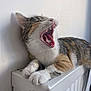 Tess participe au concours pour gagner de l'argent avec cette photo : cat, kitten, calico, yawing, open_mouth, teeth, tongue, whiskers, paw, radiator, indoor, closeup, portrait, fur, tabby, wall, white_background, pet, sleepy, resting