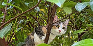 Tess participe au concours pour gagner de l'argent avec cette photo : cat, calico_cat, feline, pet, climbing, tree, branches, green_leaves, foliage, garden, outdoor, nature, curious, eyes, whiskers, portrait, close_up, vertical_composition, trunk, sunlight