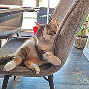 Tess participe au concours pour gagner de l'argent avec cette photo : cat, sleepy_cat, chair, indoor, home_interior, furniture, plant, wicker_basket, paw, fur, pet, domestic_cat, relaxed, lounging, table, window_light, hardwood_floor, cozy, sunlight, portrait