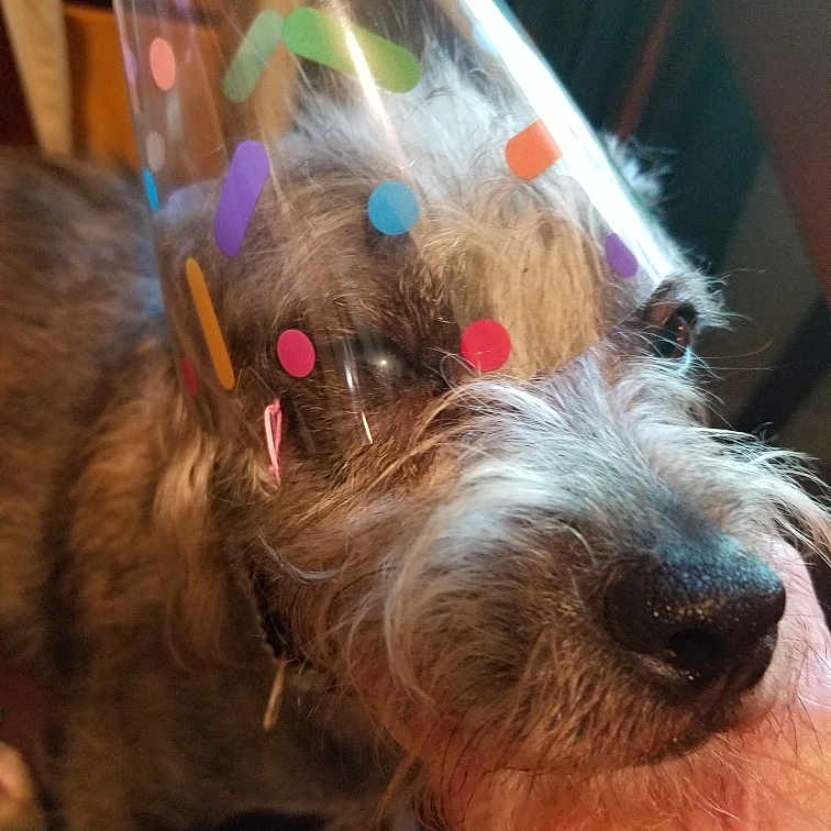 Toady is registered to the contest to win money with this photo: animal, canine, celebration, close_up, colorful, dog, domestic_animal, friendly, fur, furry, gentle, hand, head, indoor, muzzle, party_hat, pet, portrait, snout, whiskers