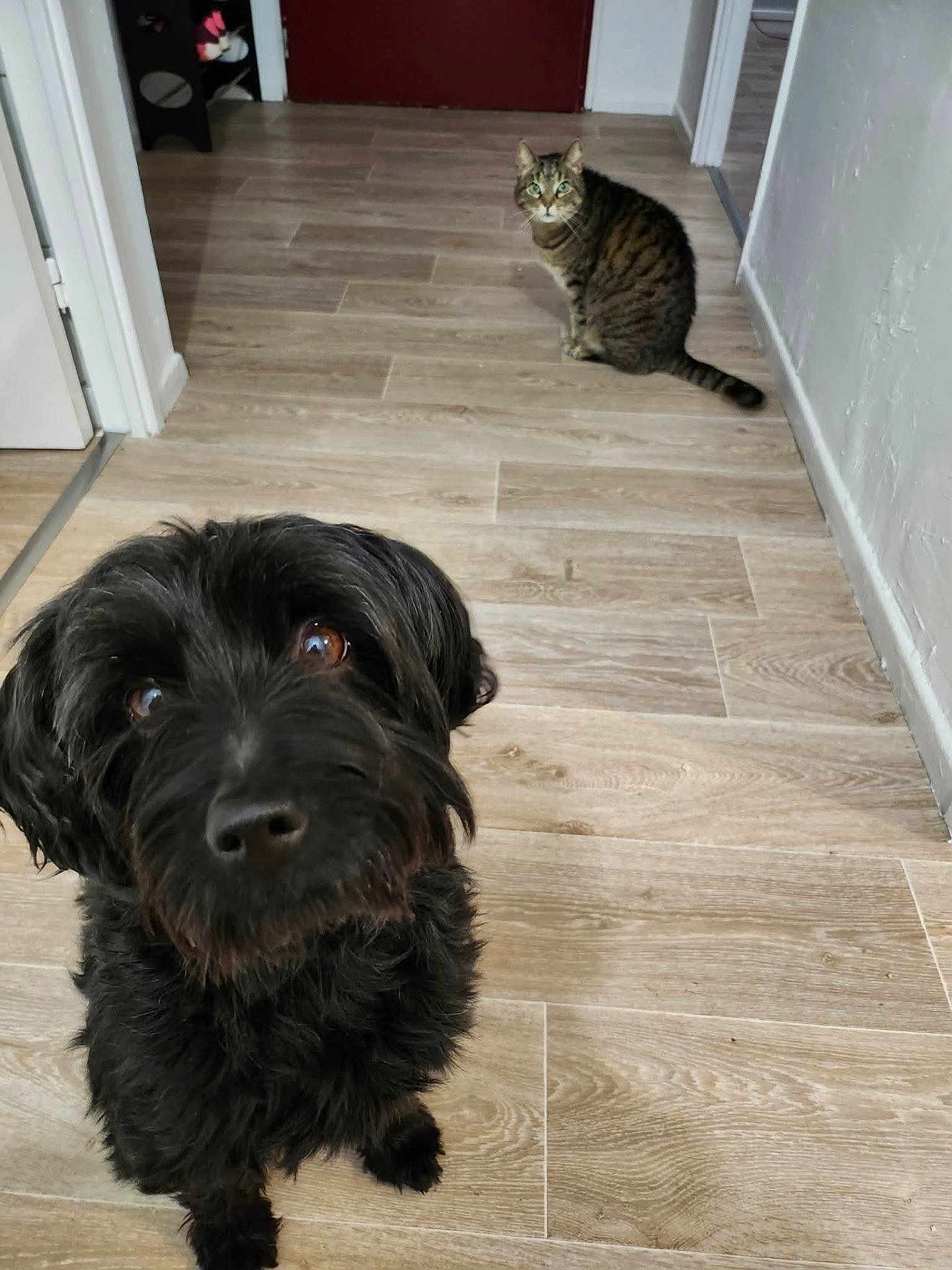 Mercus a rejoint le concours — aidez-le/la à gagner de superbes lots ! dog, cat, black_dog, tabby_cat, wood_floor, indoor, hallway, pet, animal, curious, sitting, flooring, brown, striped, fur, whiskers, ears, eyes, looking, domestic