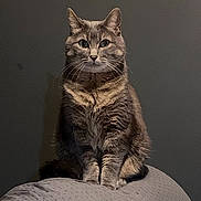Boubou a rejoint le concours — aidez-le/la à gagner de superbes lots ! animal, calm, cat, cute, domestic, ears, face, feline, front_view, fur, gray, indoor, looking, mammal, pet, portrait, sitting, still_life, tabby, whiskers