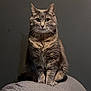 animal, calm, cat, cute, domestic, ears, face, feline, front_view, fur, gray, indoor, looking, mammal, pet, portrait, sitting, still_life, tabby, whiskers