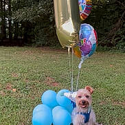 Rex joined the competition — help win amazing prizes! animal, balloons, birthday, blue_balloons, canine, celebration, dog, event, festive, gift_box, grass, happy_dog, nature, number_one_balloon, outdoor, party, party_hat, pet, smiling_dog, wooden_platter